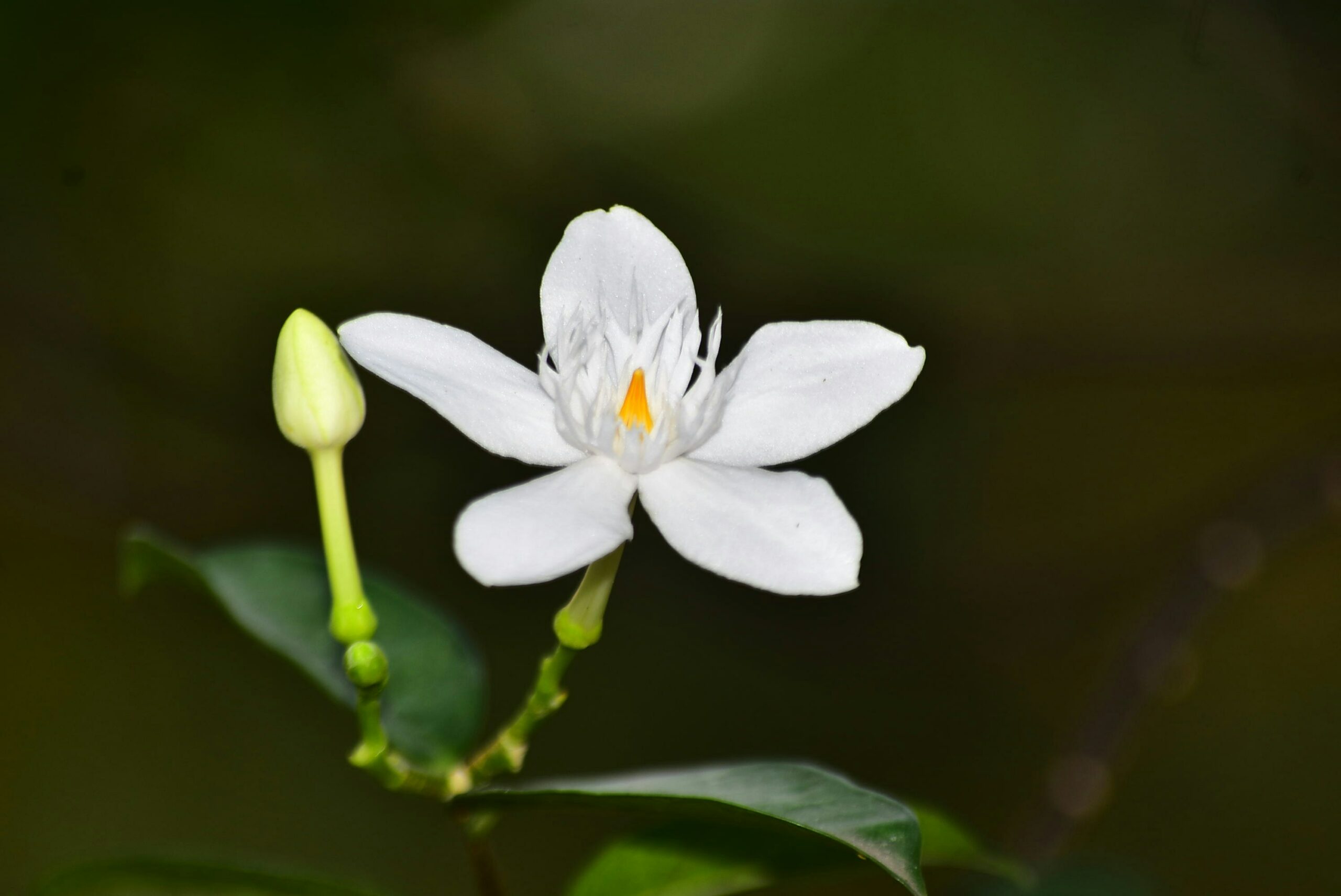 White jasmine flower and bud on a green background. Photo credit to Fachtu Robbi Almalik on Unsplash, shared with Creative Commons license.